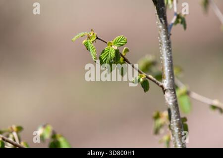 Makroaufnahme von gemeinen Haselnussblättern (corylus avellana), die sprießen Stockfoto