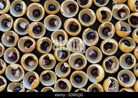 Die Shell und die Knochen von der Thailändischen Obst longan. Longan peel Shell und Korn Hintergrund. Exotische Früchte in Thailand, Nahaufnahme Stockfoto