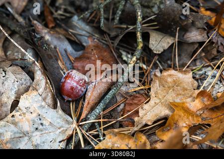 Eine einsame, rötlich-braune Eichel liegt zwischen herabfallenden Herbsteichenblättern und Kiefernnadeln auf dem Waldboden und schafft so eine spätherbstliche Atmosphäre. Stockfoto