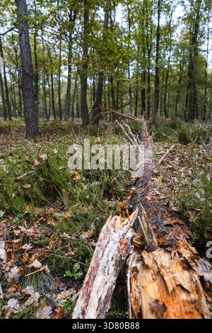Moosbedeckter Baumstumpf zwischen dem Waldboden, gefallene Blätter, Äste und trockene Farnvegetation. Stockfoto