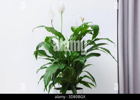 Schöne Spathiphyllum (Friedenslilie) Zimmerpflanze mit Blumen in der Nähe der weißen Wand Stockfoto