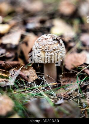 Ein heller, kleiner Pilz mit einer orange-braunen Kappe und einem dünnen Stiel drückt durch trockene Blätter und grünes Gras in einem Herbstwald. Stockfoto
