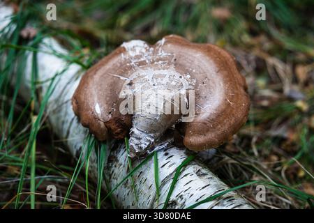 Ein brauner Schelfpilz wächst auf dem Stamm einer gefallenen Birke in einem Wald, umgeben von grünem Gras und gefallenen Blättern. Stockfoto