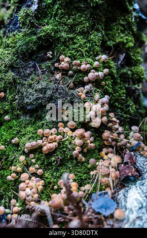 Eine Ansammlung kleiner, bräunlich-gelber Pilze, die auf einem alten Stumpf wachsen, bedeckt mit hellgrünem Moos, in einem Wald, zwischen gefallenen Blättern. Stockfoto