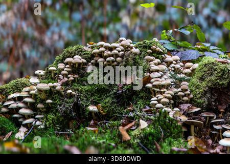 Eine Ansammlung kleiner, bräunlich-gelber Pilze, die auf einem alten Stumpf wachsen, bedeckt mit hellgrünem Moos, in einem Wald, zwischen gefallenen Blättern. Stockfoto