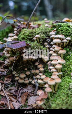 Eine Ansammlung kleiner, bräunlich-gelber Pilze, die auf einem alten Stumpf wachsen, bedeckt mit hellgrünem Moos, in einem Wald, zwischen gefallenen Blättern. Stockfoto