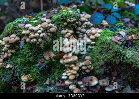 Eine Ansammlung kleiner, bräunlich-gelber Pilze, die auf einem alten Stumpf wachsen, bedeckt mit hellgrünem Moos, in einem Wald, zwischen gefallenen Blättern. Stockfoto