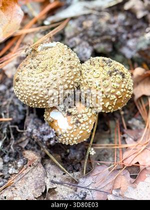 Eine Gruppe kleiner Pilze mit blassbraunen Kappen, die dicht auf einem moosbedeckten Holzstumpf wachsen. Umgeben von Herbstwald mit herabfallendem Laub Stockfoto