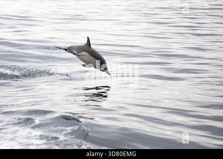Gemeiner Delfin, der aus dem Wasser in West Cork in Irland springt Stockfoto