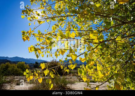 Blätter wachsen auf einem Cottonwood Tree in Südkalifornien wild. Stockfoto