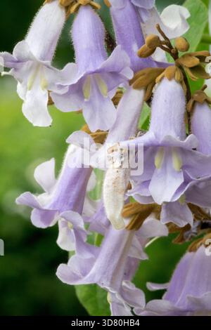 Kaiserbaum Paulownia tomentosa blüht Stockfoto