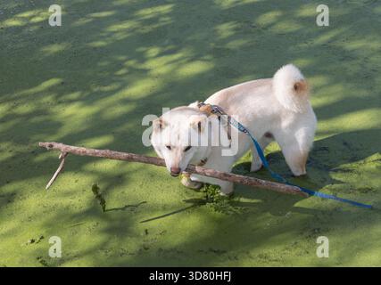 Creme und weißer Shiba Inu Hund, der ein Gurtzeug trägt, spielt mit einem Stock im Wasser, das von grünen Algen bedeckt ist Stockfoto