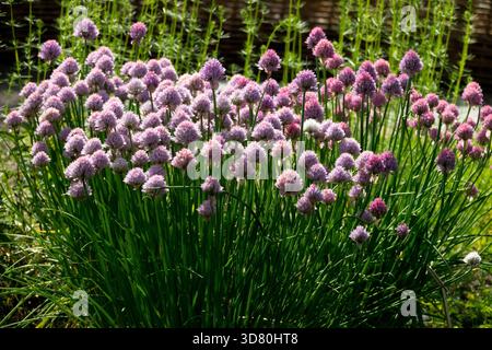 Schnittlauch wächst im Kräutergarten Schnittlauch draußen Stockfoto