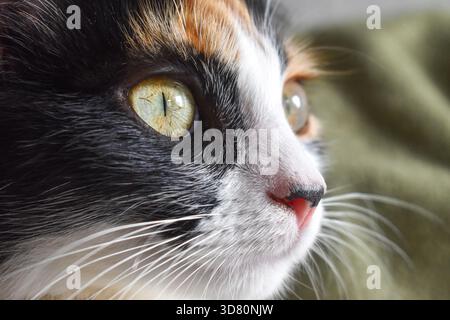 Grünäugige Calico Cat-Vorderseite Nahaufnahme – Makrofunktionen Stockfoto