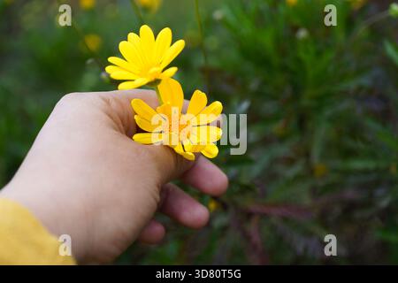 Sosteniendo una margarita amarilla en su mano Stockfoto