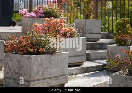 Verschiedene Pflanzen mit Blüten in Beton-Pflanzgefäßen Stockfoto