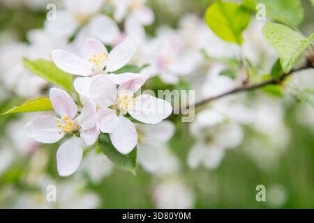 apfelbaum (Malus domestica), Apfelblüten an einem Zweig, Deutschland Stockfoto