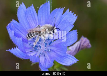 Pantaloon Bee (Dasypoda altercator, Dasypoda plumipes, Dasypoda hirtipes), männlicher Besuch einer Zichorienblume, Deutschland Stockfoto