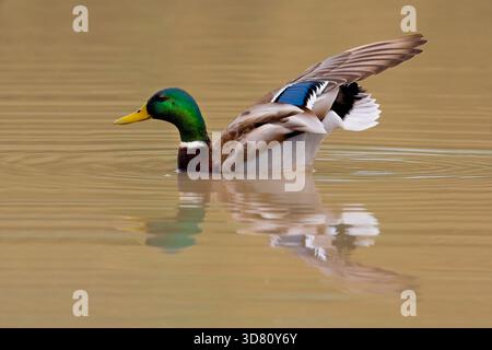 Stockenten (Anas platyrhynchos), schwimmende drake Stretches, Seitenansicht, Italien, Toskana, Peretola See, Florenz Stockfoto
