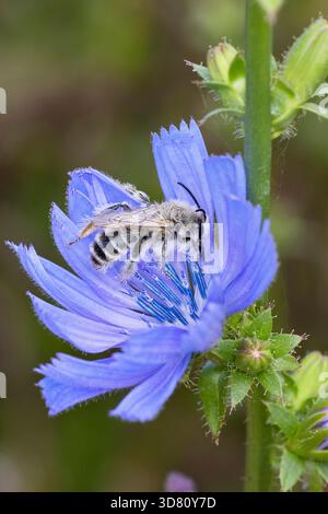 Pantaloon Bee (Dasypoda altercator, Dasypoda plumipes, Dasypoda hirtipes), männlicher Besuch einer Zichorienblume, Deutschland Stockfoto