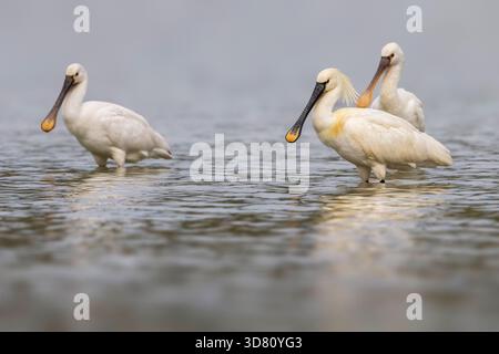 Weißer Löffelschnabel, Eurasischer Löffelschnabel, gemeiner Löffelschnabel (Platalea leucorodia), drei gemeine Löffelschnabel stehen zusammen im Flachwasser, Italien, Tusca Stockfoto