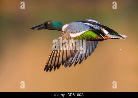 nordschaufel, Schaufel (Anas clypeata, Spatula clypeata), Flying drake, Italien, Toskana Stockfoto