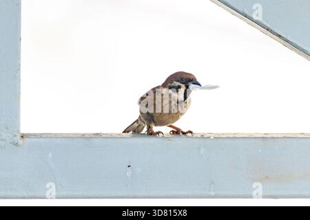 Ein kleiner Spatzen sitzt auf einer Stahlkonstruktion gegen das Licht und hält eine Feder im Schnabel. Stockfoto