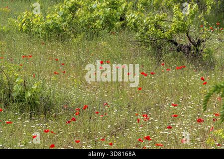 Overgrown grapevines, between poppies and chamomile, Provence, France Stockfoto