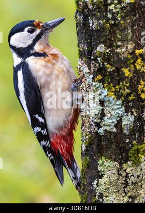 Spechte klettert auf einem mit Flechten bedeckten Baumstamm, geschützter Wald, Schwarzwald, Deutschland Stockfoto