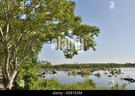 Landschaft des alten Holzteichs, aufgenommen im Luodong Forestry Culture Garden, Yilan County, Taiwan Stockfoto