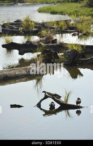 Log-Teich, beschossen Luodong Forstwirtschaft-Kultur-Garten, Yilan county Stockfoto