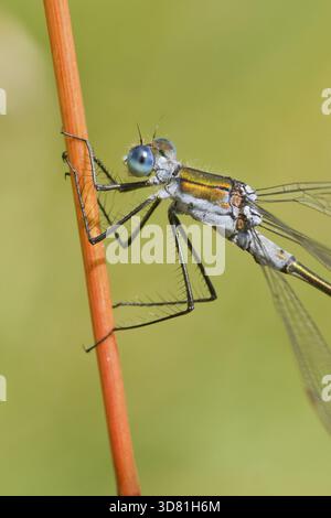 Smaragd Damselfly (Lestes sponsa) auf einem Schilf Stockfoto