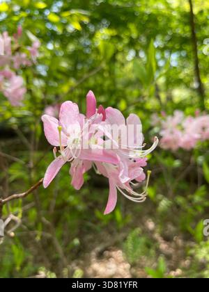 In voller Blüte erblühte Pinkshell-Azaleen erhellen die Wege des Central Park. Stockfoto