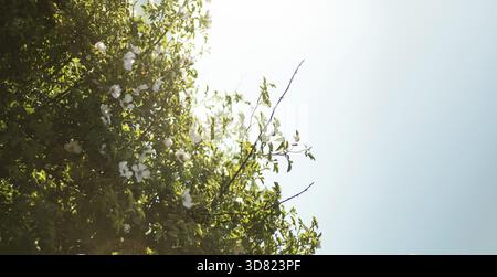 Die warme Herbstsonne golden Baumkronen, mit schönen strahlend blauen Himmel durchschimmern Stockfoto