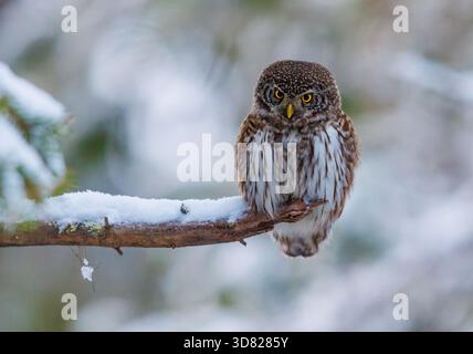 Die eurasische Zwergeule thront auf einem Baum in den schneebedeckten Bergen Lapplands Finnlands Stockfoto