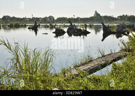 Log-Teich, beschossen Luodong Forstwirtschaft-Kultur-Garten, Yilan county Stockfoto