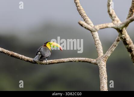 Toucan mit Kielschnabel auf einem hohen Baum Stockfoto