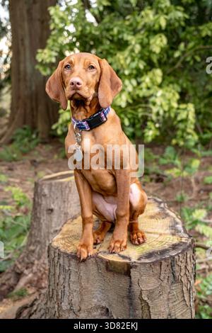 Issaquah, Washington, USA. Fünf Monate alter Vizsla-Welpe "Pepper" sitzt in ihrem Garten auf einem Baumstumpf. (PR) Stockfoto