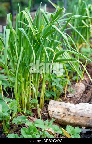 Issaquah, Washington, USA. Frühling Show von überwintertem Knoblauch umgeben von Erdbeerpflanzen. Stockfoto