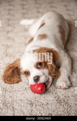 Kavalier König Charles Spaniel, Mandy, 15 Wochen alt, liegend auf dem Boden mit ihrem roten Kauspielzeug (PR) Stockfoto