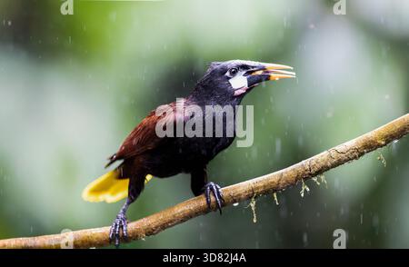 Montezuma Oropendola sitzt im Regen Stockfoto