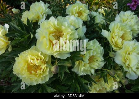 Paeonia 'Border Charm' Ornamental Dekorative Hardy Vivid Schöne Pfingstrose Schönheit Blassgelbe Farbe Intersectional Itoh Pfingstrose Paeonia Hybridpflanze Stockfoto