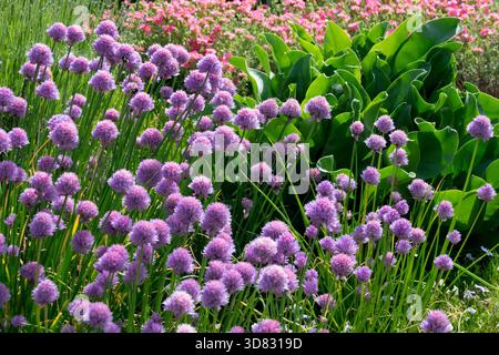 Schnittlauch wächst im Garten Pink Purple Schnittlauch Alium schoenoprasum Stockfoto