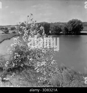 Slavjansk District, Ukraine, UdSSR - 1982: Ein Blick aus der Nähe eines Straußes wilder Kamillenblüten vor dem Hintergrund einer malerischen Landschaft bei der Fischerei Donrybkombinat. Die weißen Blumen stehen im Kontrast zum unscharfen Hintergrund mit einem ruhigen Teich, Bäumen und einer ländlichen Siedlung auf dem fernen Hügel. Dieses Schwarzweiß-Archivfoto fängt die Schönheit der Natur, die Sommeratmosphäre und die idyllische Landschaft der friedlichen industriellen Donbass-Region ein. Stockfoto