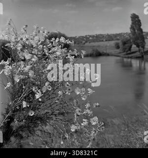 Slavjansk District, Ukraine, UdSSR - 1982: Ein Blick aus der Nähe eines Straußes wilder Kamillenblüten vor dem Hintergrund einer malerischen Landschaft bei der Fischerei Donrybkombinat. Die weißen Blumen stehen im Kontrast zum unscharfen Hintergrund mit einem ruhigen Teich, Bäumen und einer ländlichen Siedlung auf dem fernen Hügel. Dieses Schwarzweiß-Archivfoto fängt die Schönheit der Natur, die Sommeratmosphäre und die idyllische Landschaft der friedlichen industriellen Donbass-Region ein. Stockfoto