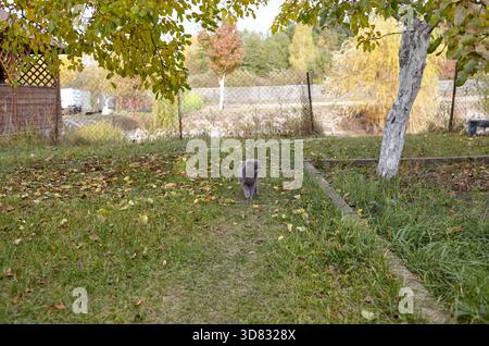 Britische Kurzhaarkatze, die im Hinterhof auf Gras läuft. Katze auf Naturspaziergang im Herbst Stockfoto