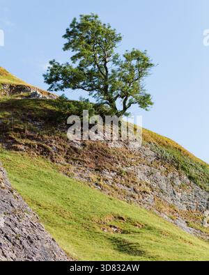 Ein einsamer Baum wächst von einem felsigen Hügel im Peak District, der sich vor einem klaren blauen Himmel mit zerklüfteten Klippen und warmem Abendlicht erhebt. Stockfoto