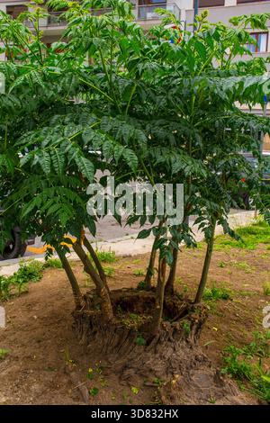 Ein Baum des Himmels (Ailanthus altissima) Stumpf eines Reifen Baumes. Von der Basis und von den Seiten sind neue Triebe gekeimt, die einen strauchartigen wuchs bilden Stockfoto