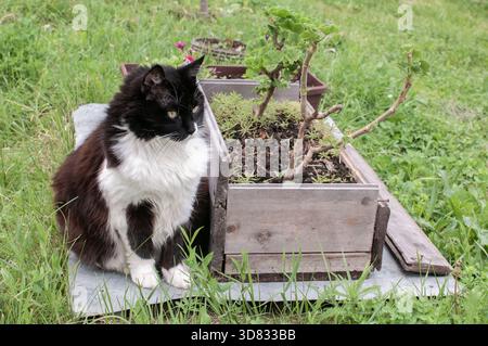 Schwarz-weiße Katze, die an einem bewölkten Tag neben hölzernen Pflanzkästen in einem grünen Garten sitzt Stockfoto
