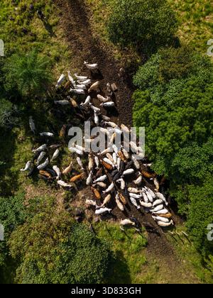 Luftaufnahme einer Gruppe von Rindern, die auf einer nachhaltigen Bergfarm in Panama, Zentralamerika füttern – Stockfoto Stockfoto